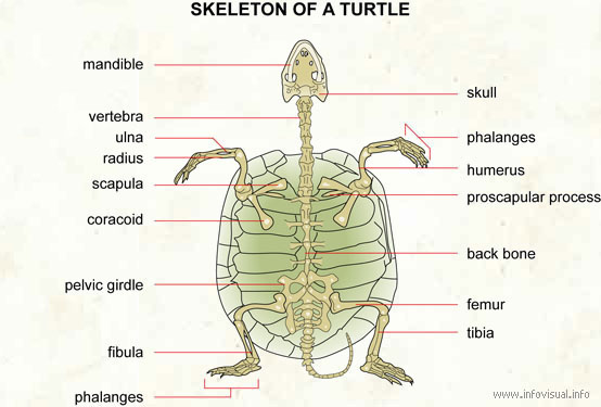 Skeleton of a turtle  (Visual Dictionary)